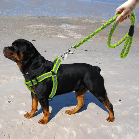 Reflective Pet leash with Collar (For Small to Medium Breed) Night Walk